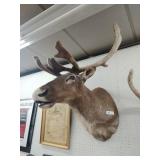 Taxidermy Shoulder Mount Caribou