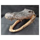 Alligator Head with Glass Eyes and Teeth