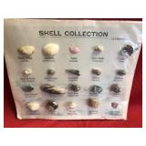 Selection of Identified Seashells