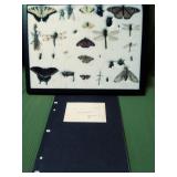 Riker Mount Butterflies