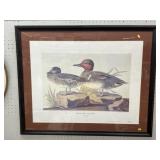 Framed Print of Ducks Framed Print of Ducks