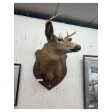 Mounted Deer Taxidermy