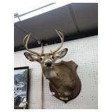 Taxidermy Whitetail Deer