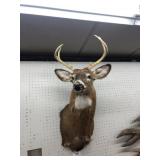 Taxidermy Whitetail Deer