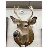 Taxidermy Whitetail