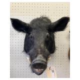 Taxidermy Boar