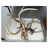 Whitetail Deer Antlers