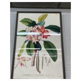 (2) Decorative Fruit and Flower Prints