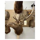 Taxidermy Elk