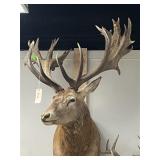 Shoulder Mount Red Stag