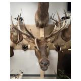 Shoulder Mount Elk