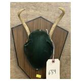 Mounted Whitetail Deer Antlers