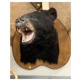 Shoulder Mount Black Bear