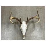 European Mount of Whitetail Deer