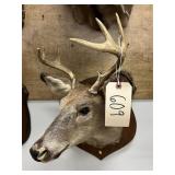 Taxidermy 8-pt. Whitetail Deer