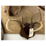 Mounted Whitetail Deer Antlers