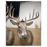 Shoulder Mount 11-pt. Whitetail Deer