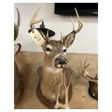 Shoulder Mount 8-pt. Whitetail Deer