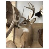 Shoulder Mount 9-pt. Whitetail Deer