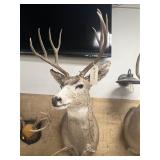 Shoulder Mount 4x5 Mule Deer