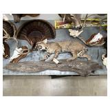 Full-Body Mounted Bobcat