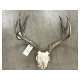 European Mount of Mule Deer