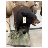 Half-Mount Canadian Black Bear