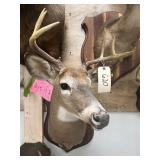 Shoulder Mount 8-pt. Whitetail Deer