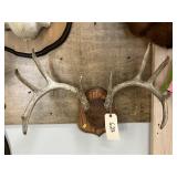 Mounted Whitetail Deer Antlers