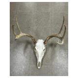European Mount of Whitetail Deer