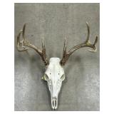 European Mount of Whitetail Deer
