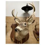 Shoulder Mount 8-pt. Whitetail Deer