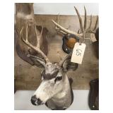 Taxidermy 4x5 Mule Deer