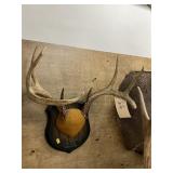 Mounted Whitetail Deer Antlers
