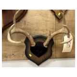 Mounted Whitetail Deer Antlers