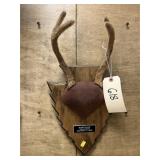 Mounted Whitetail Deer Antlers in Velvet