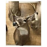Taxidermy 8-pt. Whitetail Deer