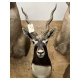 Taxidermy African Blackbuck