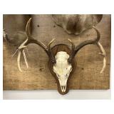 European Whitetail Deer Mount