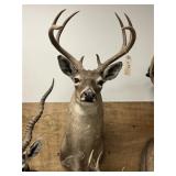 Taxidermy 8-pt. Whitetail Deer