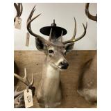 Shoulder Mount 8-pt. Whitetail Deer