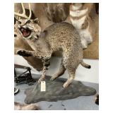 Taxidermy Full-Body Bobcat