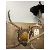 Mounted Whitetail Deer Antlers