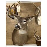 Shoulder Mount 8-pt. Whitetail Deer