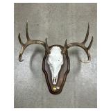 European Mount of Whitetail Deer