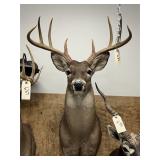 Taxidermy 8-pt. Whitetail Deer
