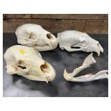 3 Bear Skulls