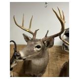 Shoulder Mount 9-pt. Whitetail Deer