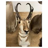 Shoulder Mount Antelope