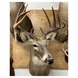 Taxidermy 8-pt. Whitetail Deer